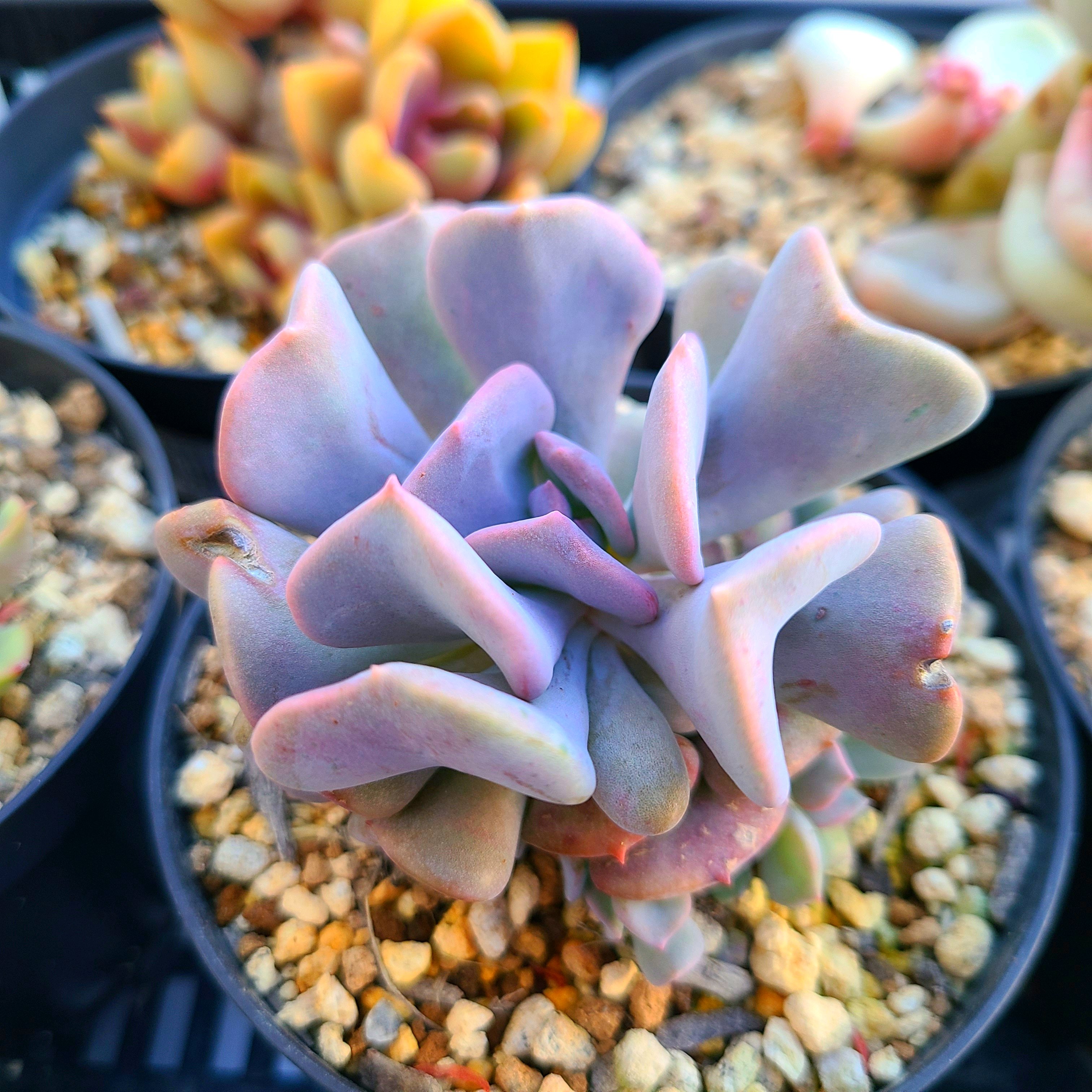 キュービックフロストの成長記録💜💗｜🍀GreenSnap（グリーンスナップ）