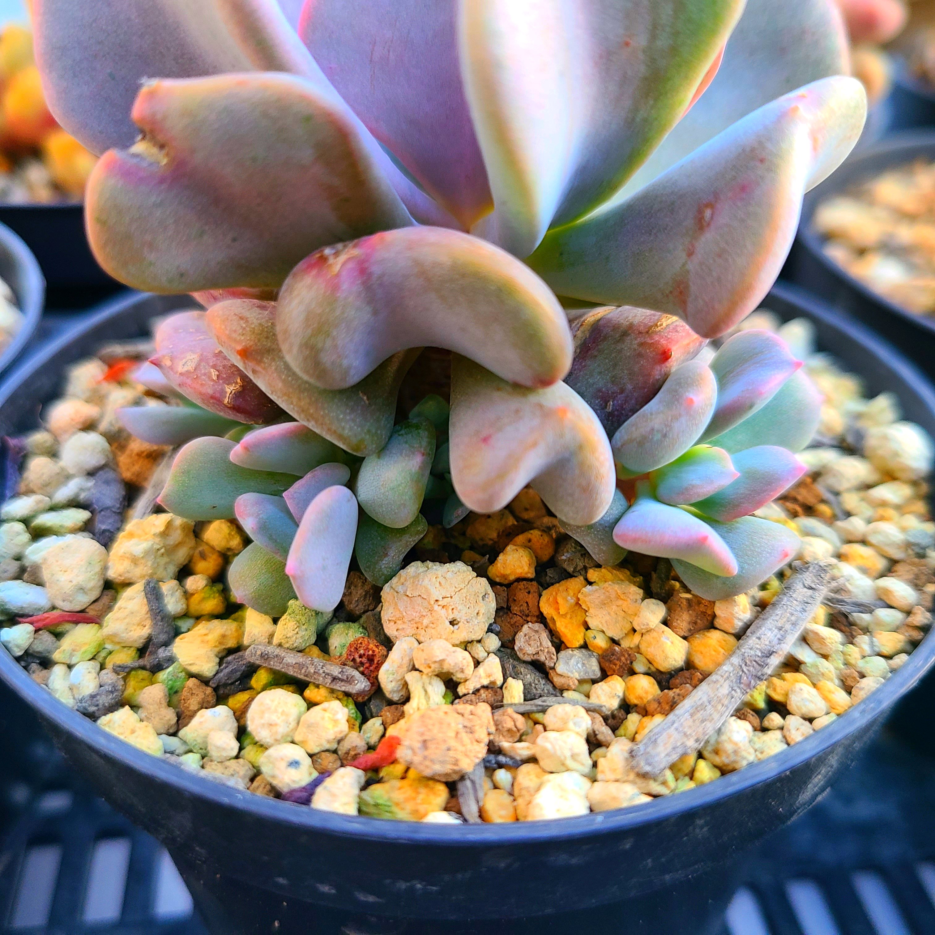 キュービックフロストの成長記録💜💗｜🍀GreenSnap（グリーンスナップ）