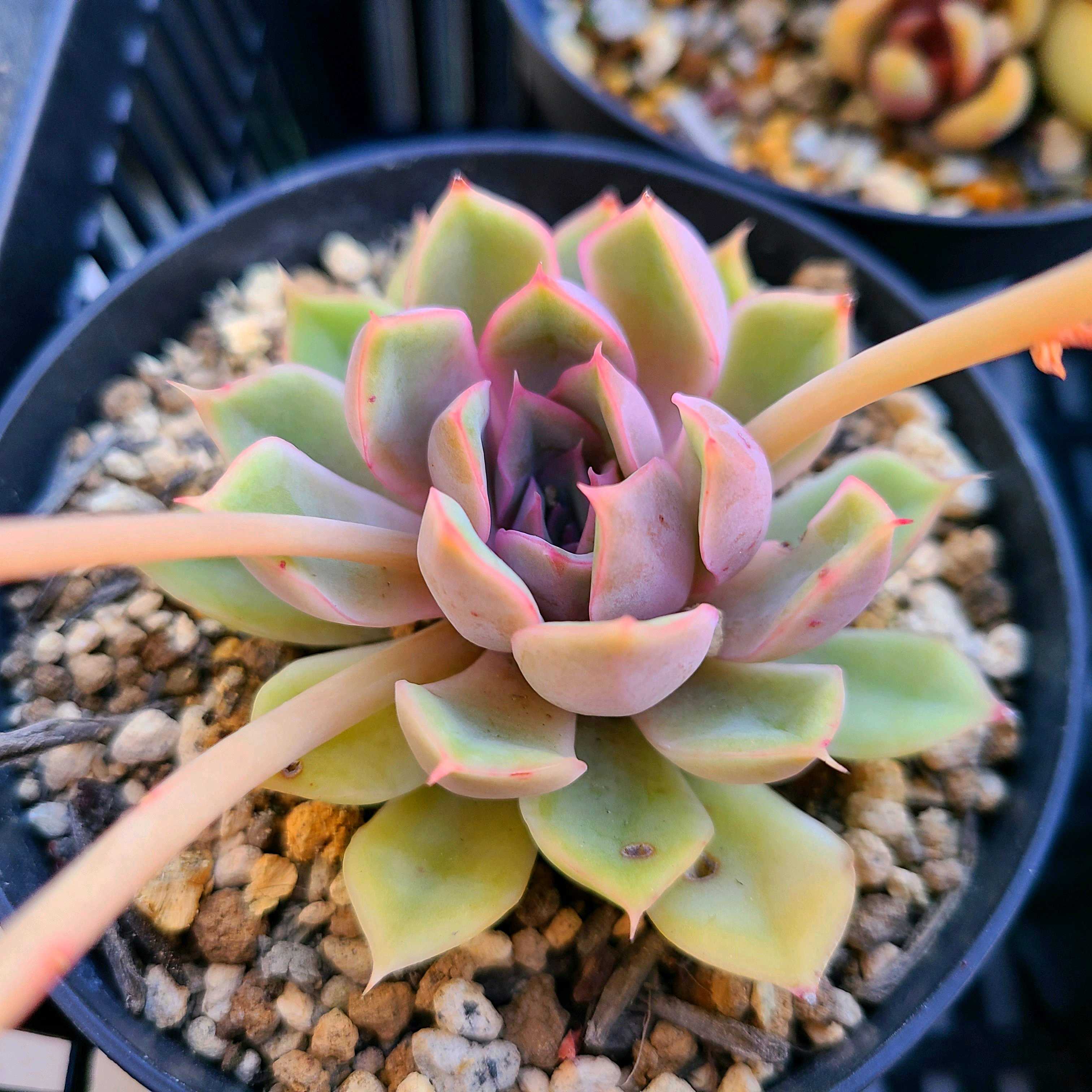 ポントローサの成長記録💕💗｜🍀GreenSnap（グリーンスナップ）