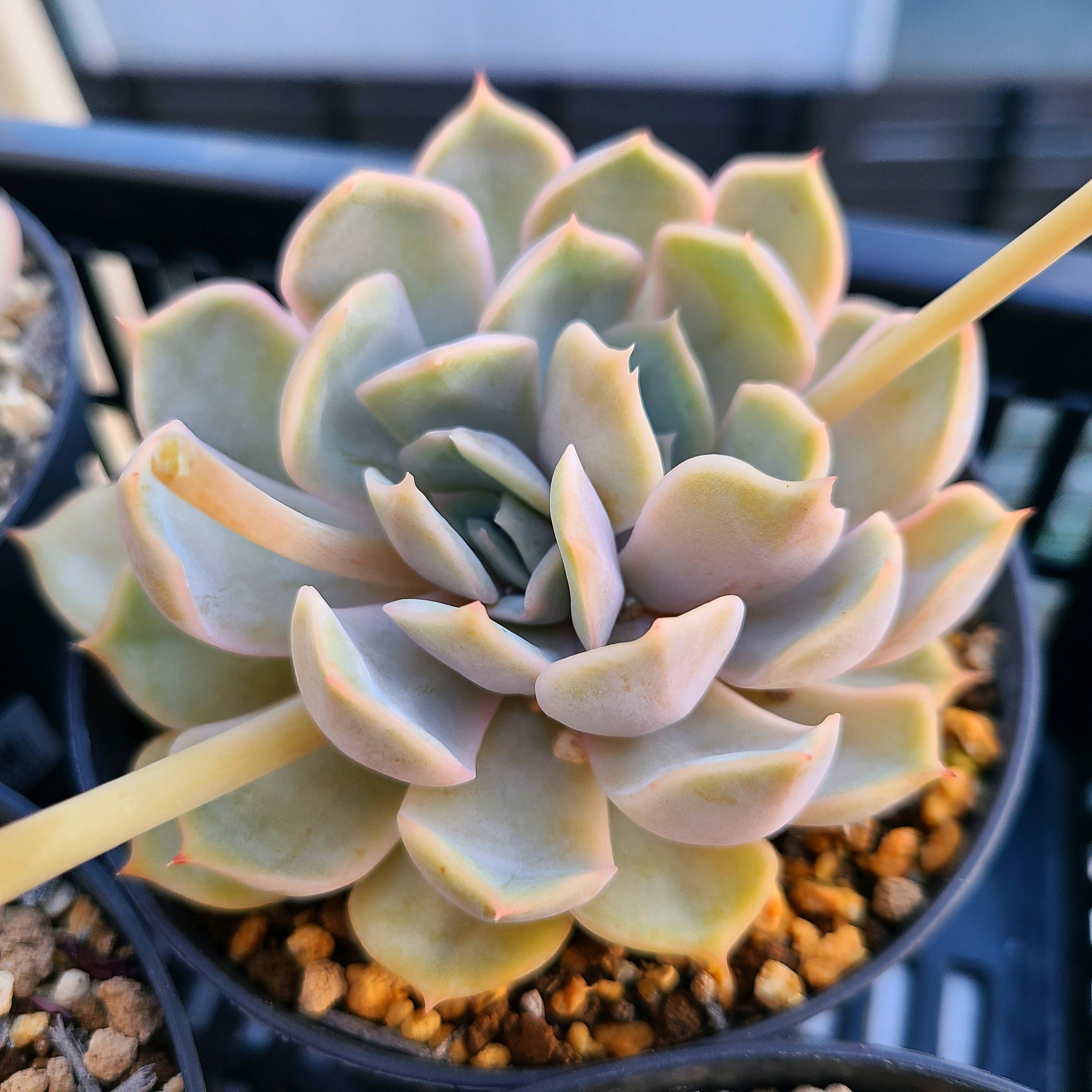 フィオナの成長記録💗✨｜🍀GreenSnap（グリーンスナップ）