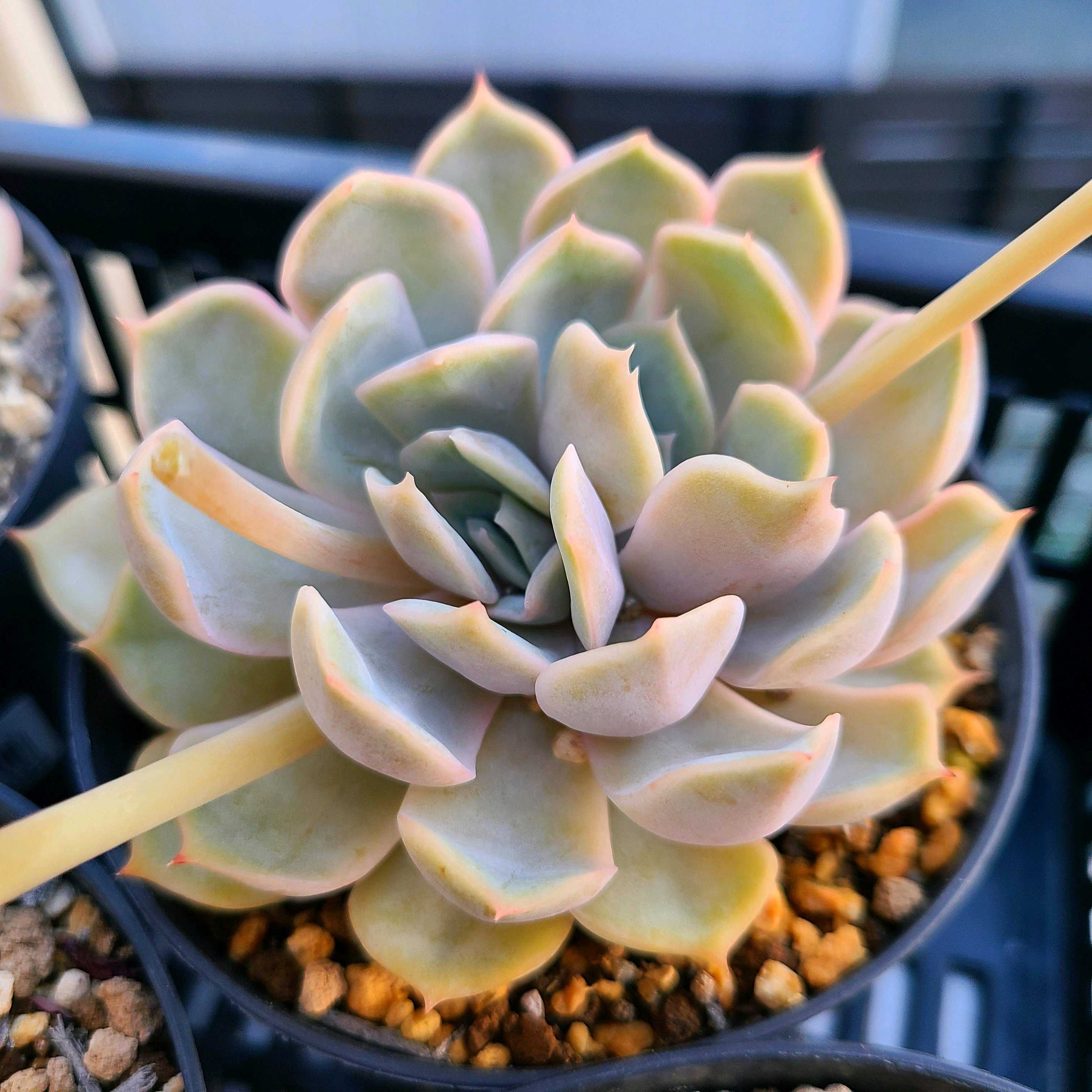 フィオナの成長記録💗✨｜🍀GreenSnap（グリーンスナップ）