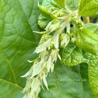 カシワバアジサイ,聖域,金曜日の蕾たち,✢ふこポエム✢の画像