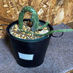 初鷹,セネキオ・ペンデュルス,多肉植物,植え替え,セネキオ属の画像