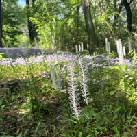 ミヤコワスレ,シライトソウ,山野草,癒しの時間,癒しパワーの画像