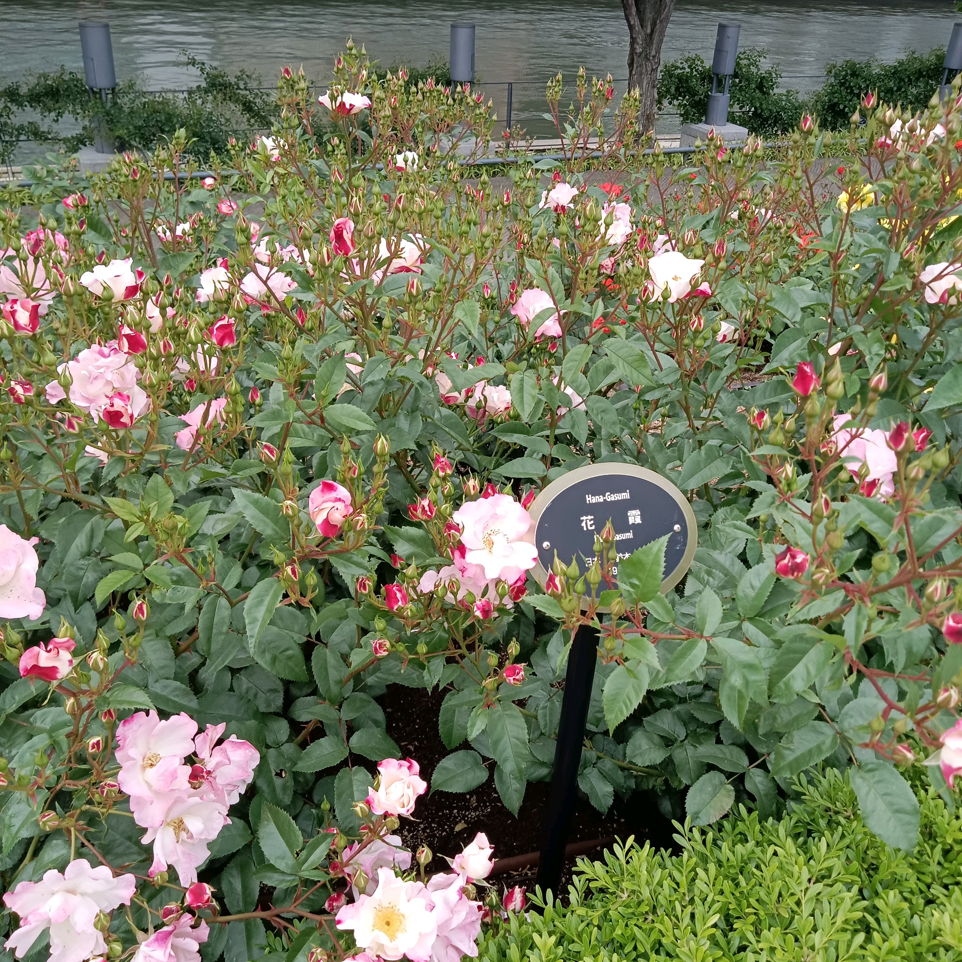 🌹中之島バラ園🌹｜🍀GreenSnap（グリーンスナップ）