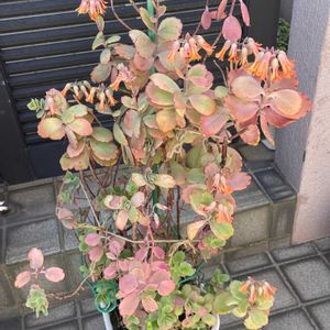 胡蝶の舞,紅葉する多肉,満開,子株ちゃん,花芽祭りの画像