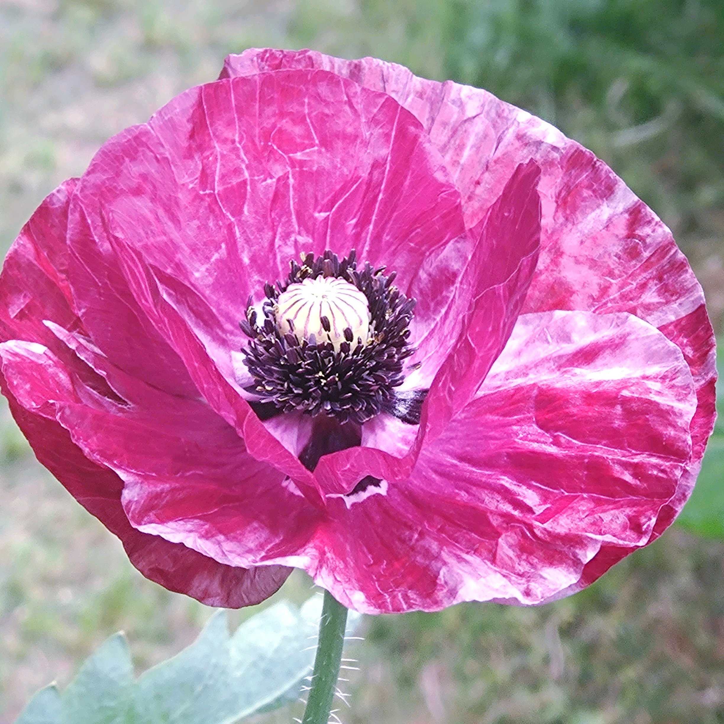 ポピーの投稿画像 by さじぴーさん｜小さな庭と綺麗〜❤️とパンドラと