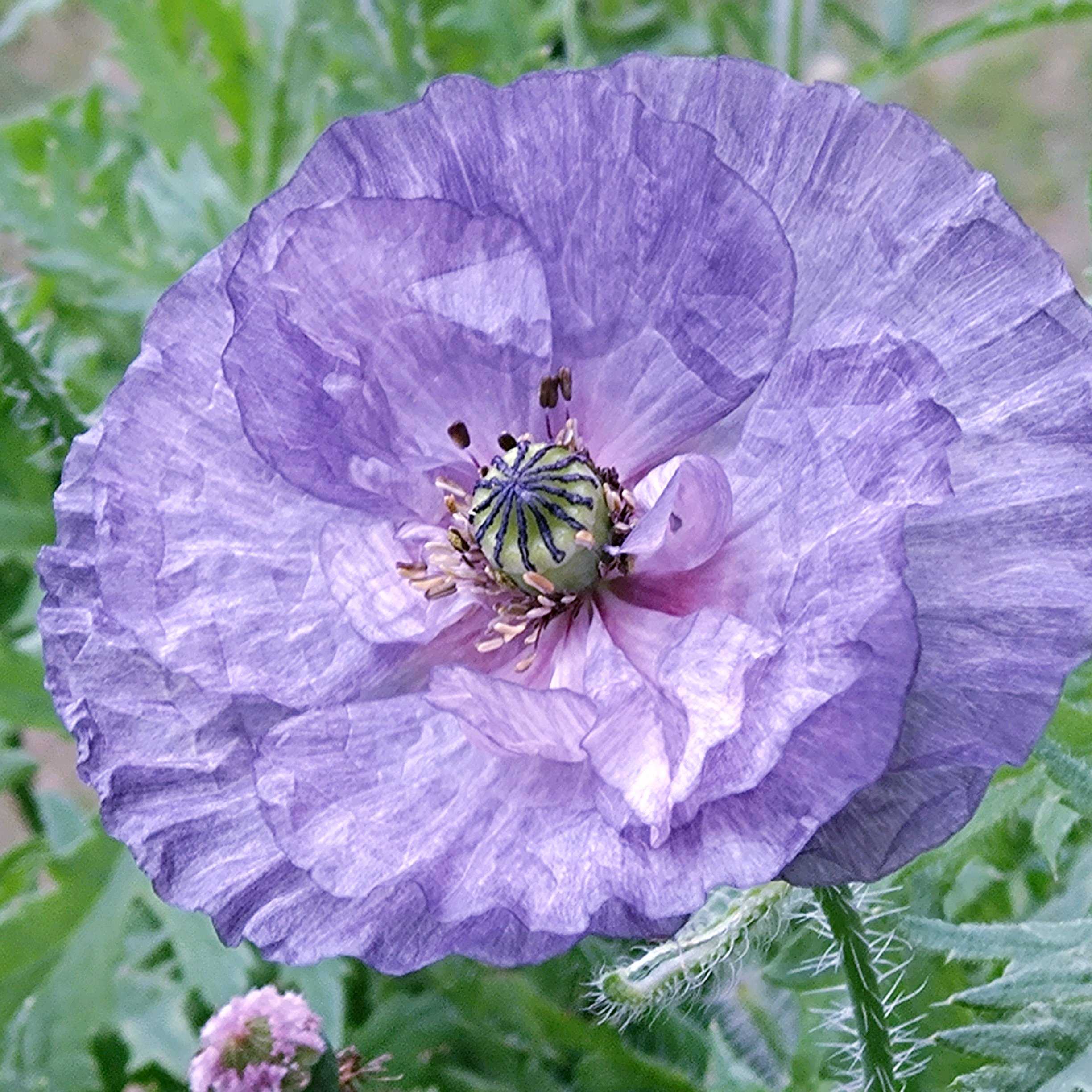 ポピーの投稿画像 by さじぴーさん｜小さな庭と綺麗〜❤️とパンドラと