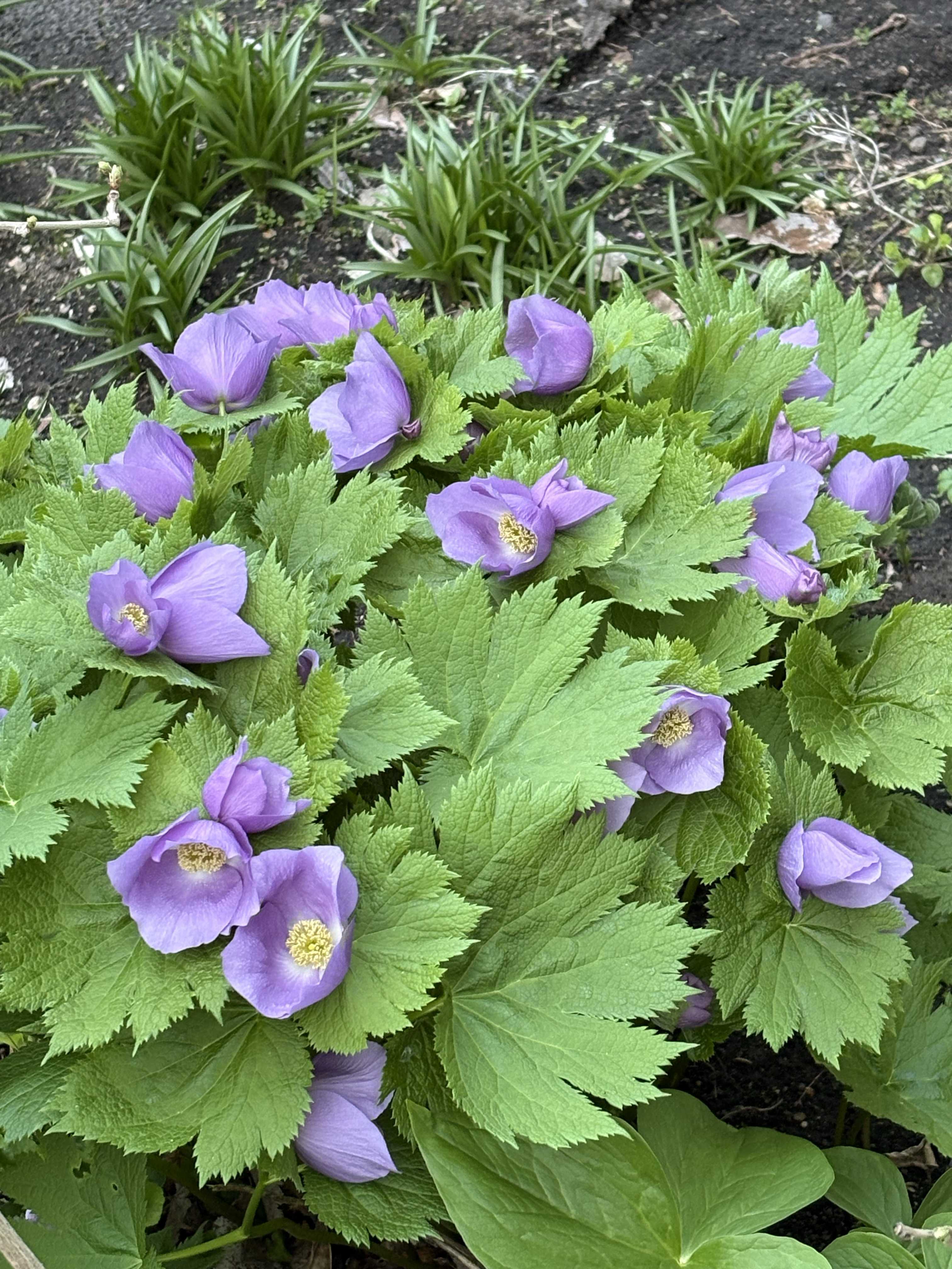 山野草　斑入り　シラネアオイ　5号B 山野草 斑入り シラネアオイ 5号B 山野草 斑入り シラネアオイ 5号B 山野草