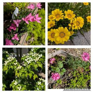 ヤマボウシ,寄せ植え,多肉植物,葉挿し,リメ缶の画像