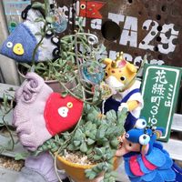 黄金細葉万年草,姫秀麗,碧魚連,ドルフィンネックレス,ジャスト・ジョイの画像