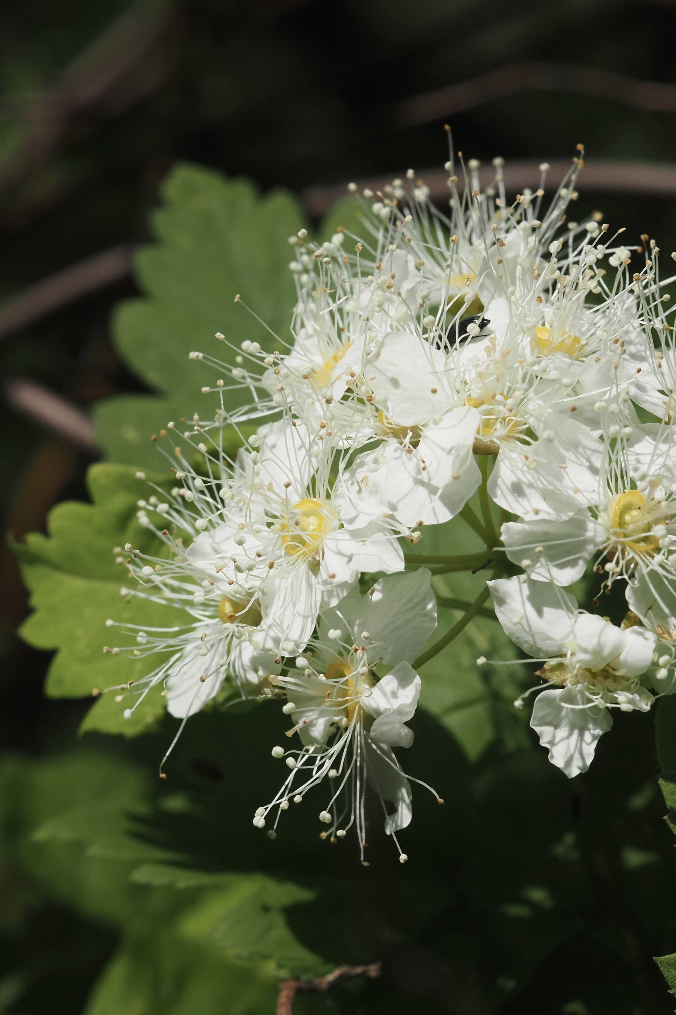 ガマズミの投稿画像 by k-kantaroさん｜山野草とお散歩とシモツケ と