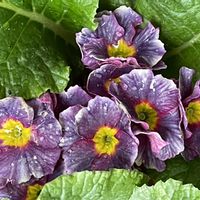 リトープス,リトープス,プリムラ　ジュリアン,春の花,ハオルチア雫石の画像