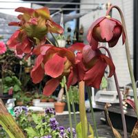 サラセニア・フラバ,サラセニア レウコフィラ,赤い花,観葉植物,食虫植物の画像