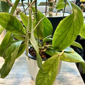 ハイビスカス,植え替え,ホヤ,根っこ,ジャングルの画像