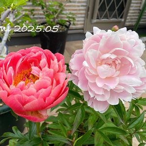 シャクヤク,芍薬,コーラルチャーム,シャクヤク コーラルチャーム,芍薬 ルーズベルトの画像