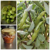 ソラマメの画像