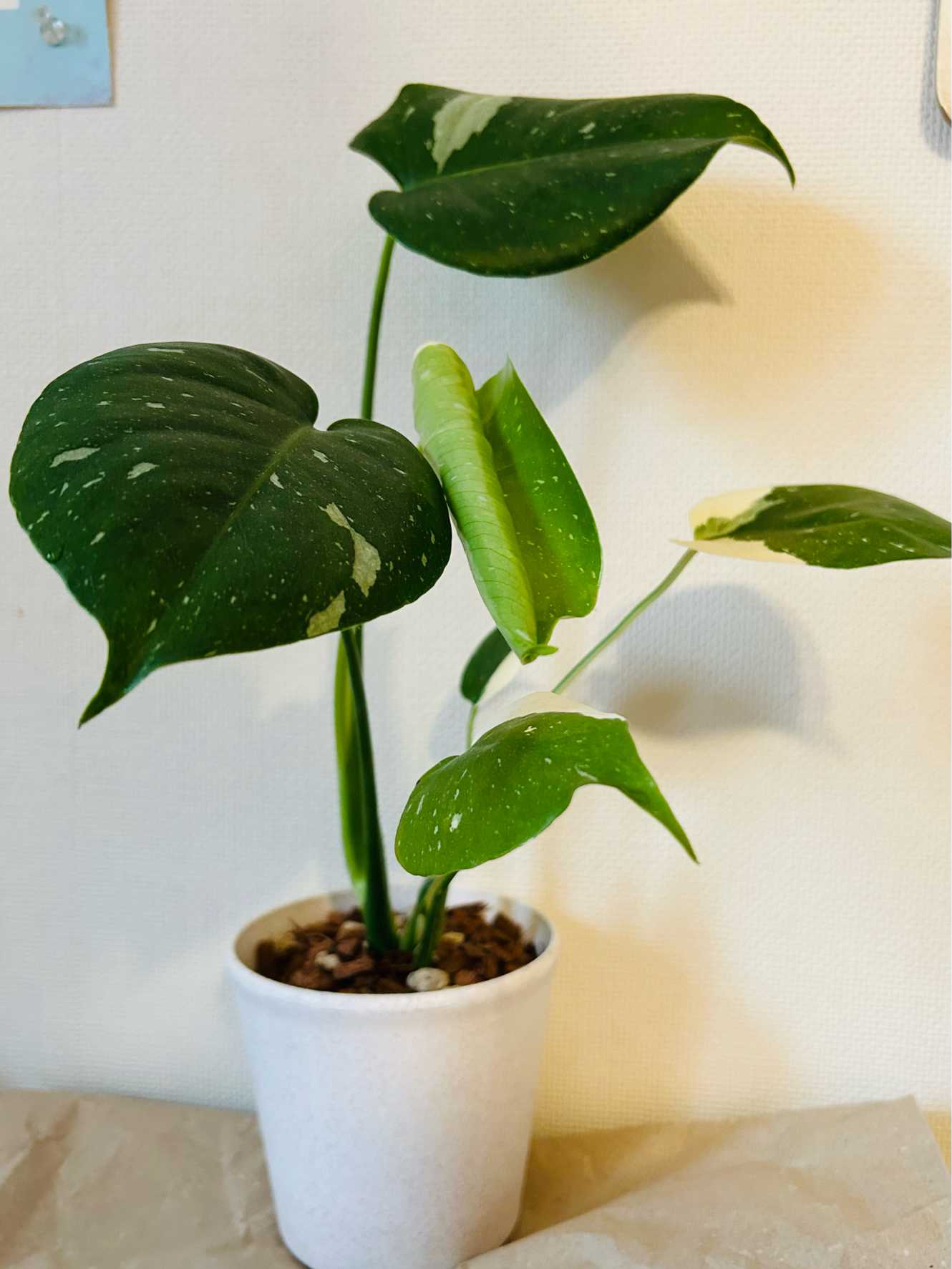 成長記録】モンステラタイコンステレーション｜🍀GreenSnap（グリーン