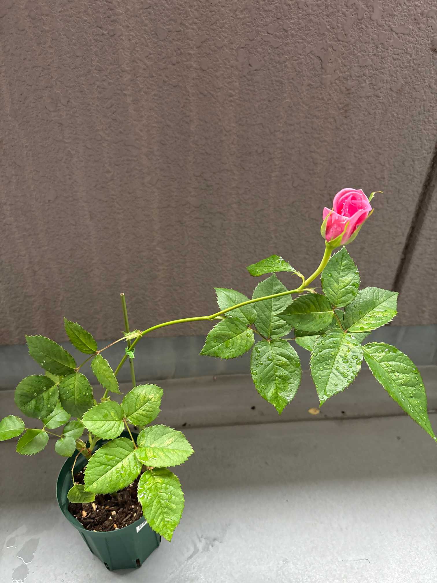 切り花から挿し木｜🍀GreenSnap（グリーンスナップ）