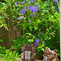 デュランタ,石垣島,グリーンを楽しむ,お花を楽しむ,おでかけ先の画像