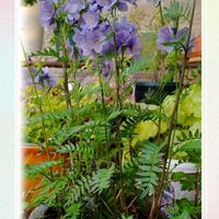 コンボルブルス,フランネルフラワー,フランネルフラワー,ラークスパー,イングリッシュブルーベルの画像