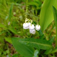 スズラン,鈴蘭,花言葉,感謝,花散歩の画像