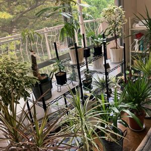 ドラセナ,ユッカ,ドラセナ・コンシンネ,ユッカシルバースター,植え替えの画像