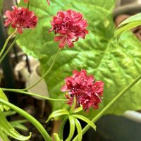 サギナ,チェリーセージ ホットリップス,アッツザクラ,シロバナイモカタバミ,アルメリア バレリーナ☆の画像