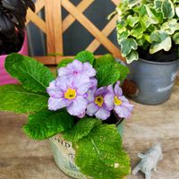プリムラ　ジュリアン,花のある暮らし,青系の花,小さな庭の画像