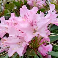 シャクナゲ,石楠花,高山植物,花言葉,感謝の画像
