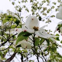 ハナミズキ,花水木,花言葉,感謝,花散歩の画像