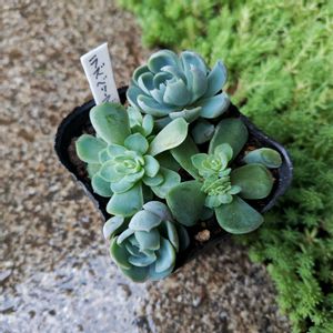 ラズベリーアイス,多肉植物,子株,エケベリア属,多肉女子の画像