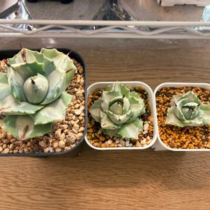 アガベ,王妃雷神錦,多肉植物,子株の画像