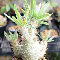 パキポディウム・グラキリス,多肉植物,観葉植物,塊根植物,塊根の画像