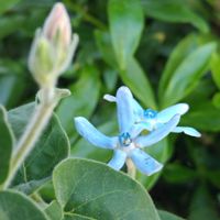 ニオイバンマツリ,オキシペタラム ブルースター,カンガルーポー,花のある暮らし,私の癒しの画像