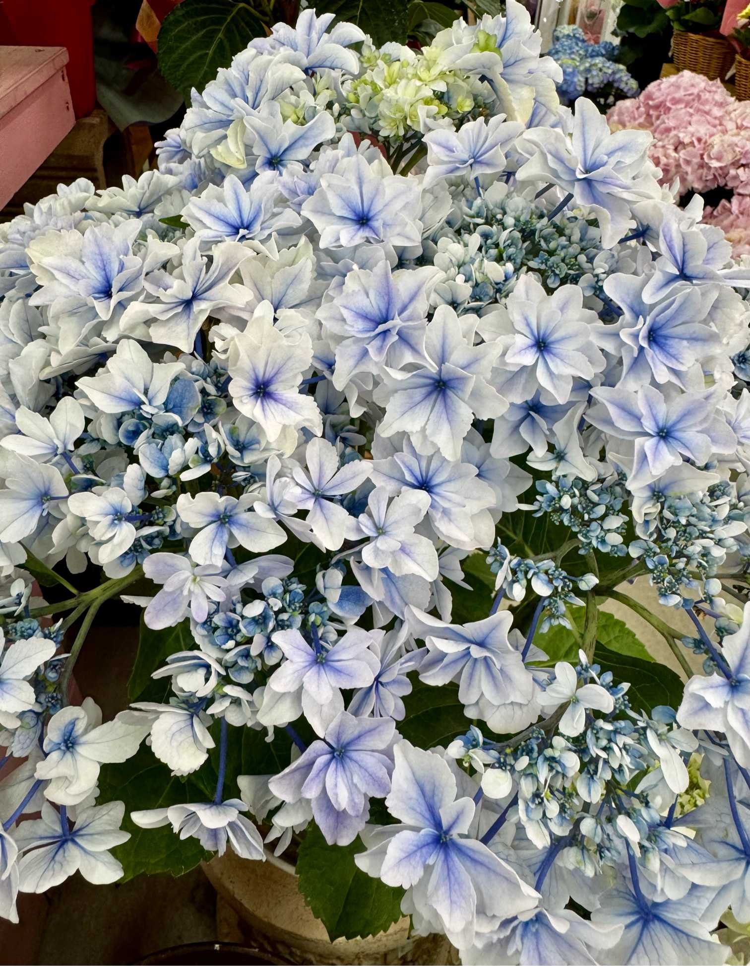 大好きな紫陽花｜🍀GreenSnap（グリーンスナップ）
