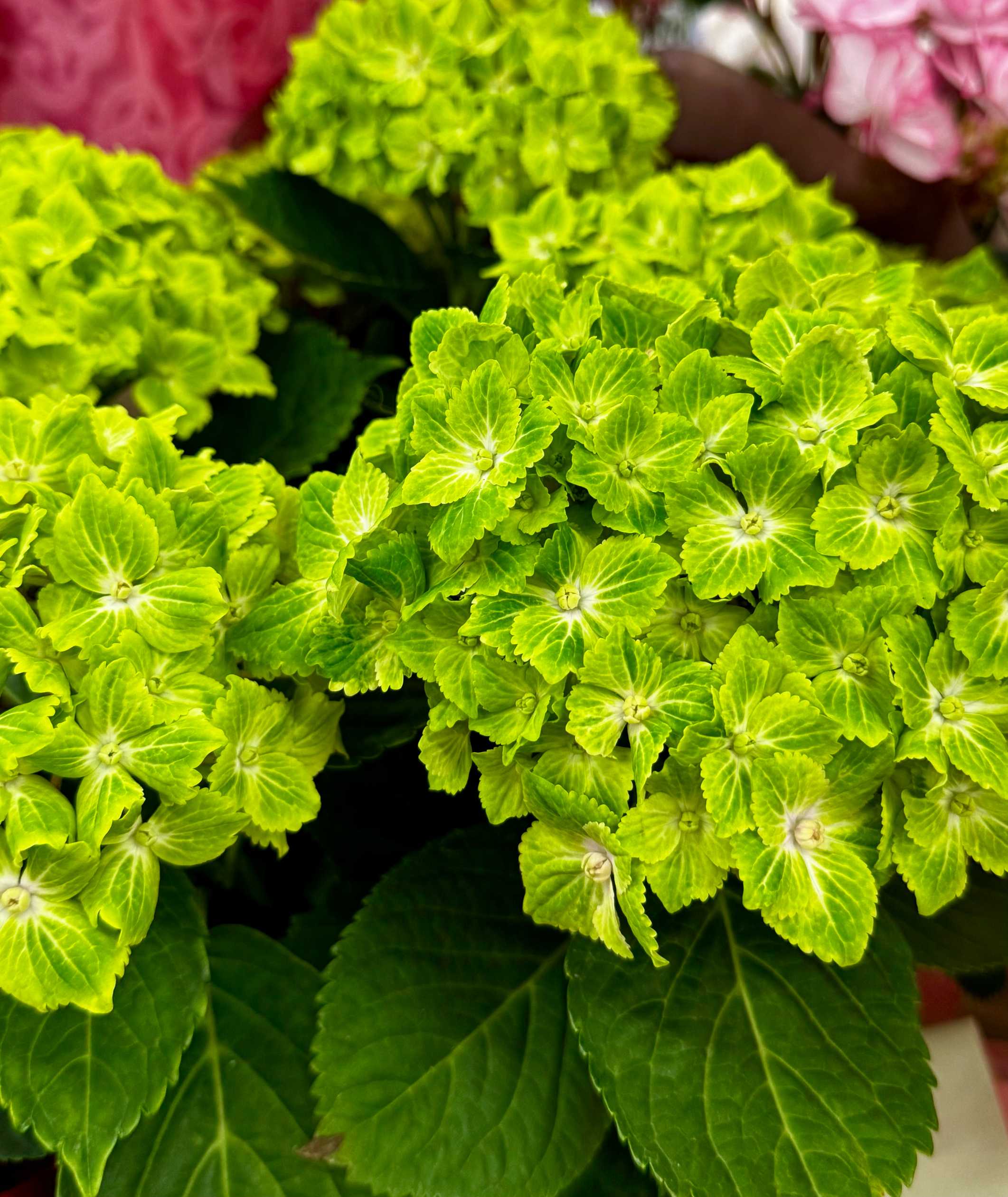 大好きな紫陽花｜🍀GreenSnap（グリーンスナップ）