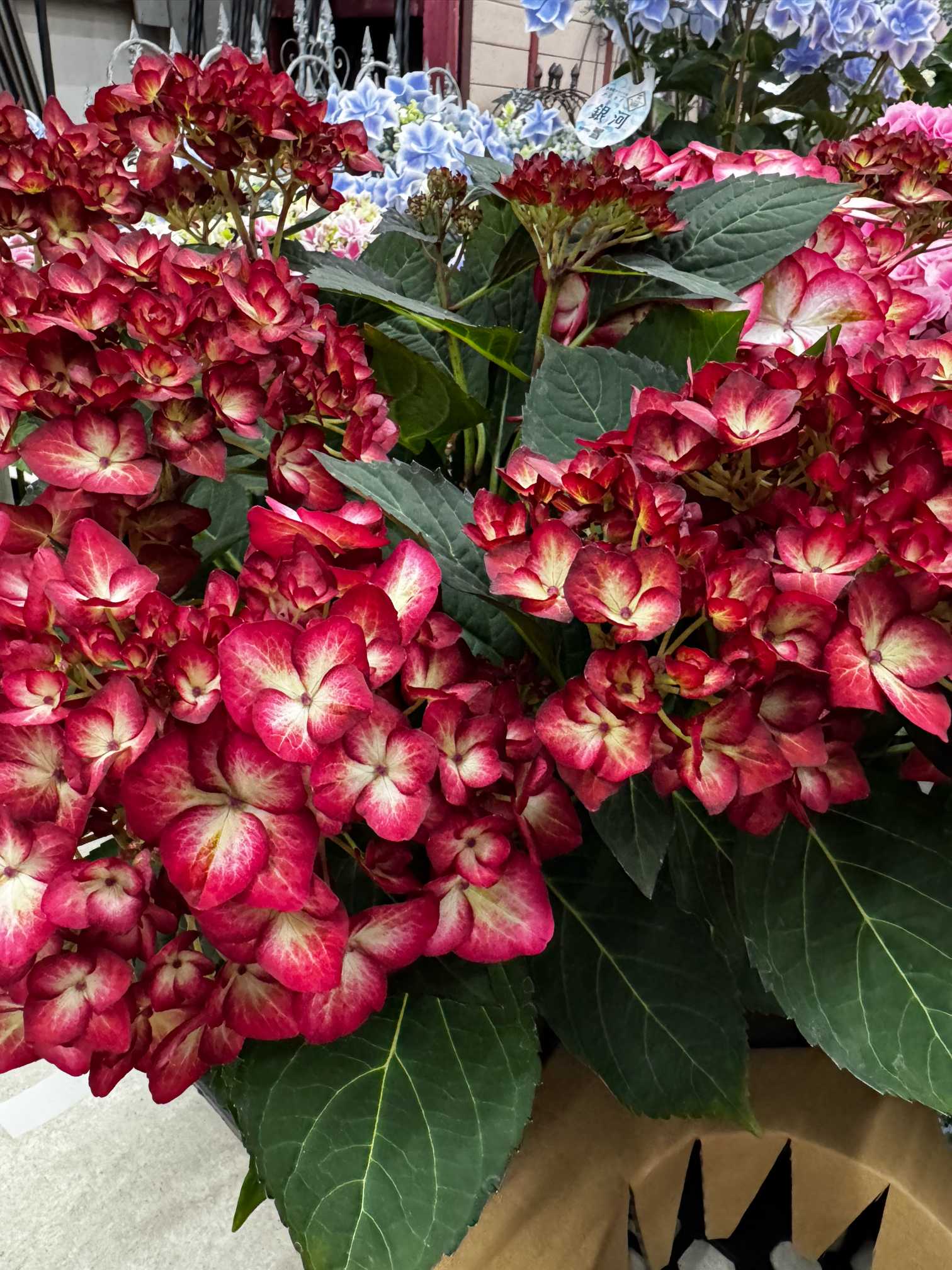 大好きな紫陽花｜🍀GreenSnap（グリーンスナップ）