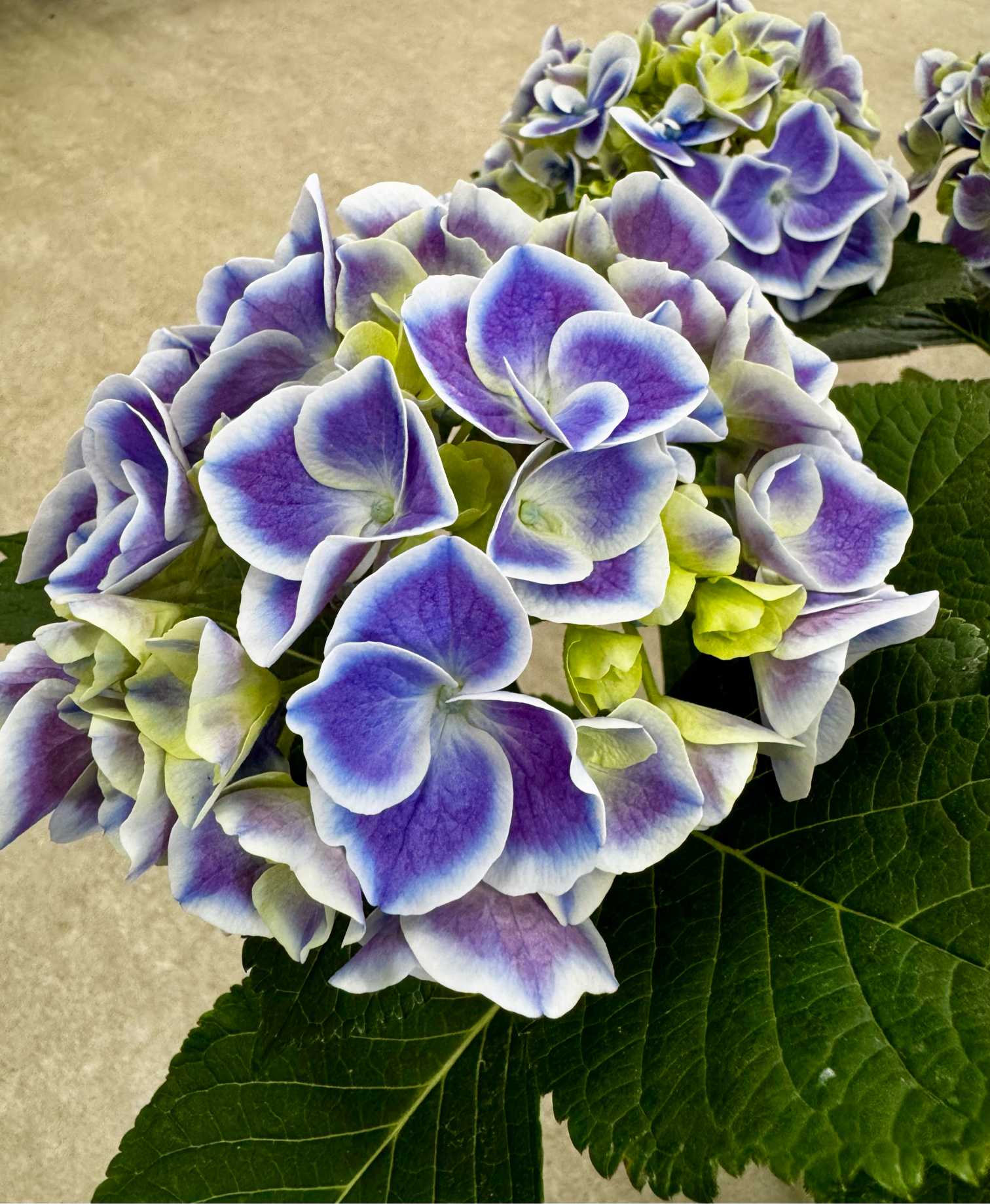 大好きな紫陽花｜🍀GreenSnap（グリーンスナップ）