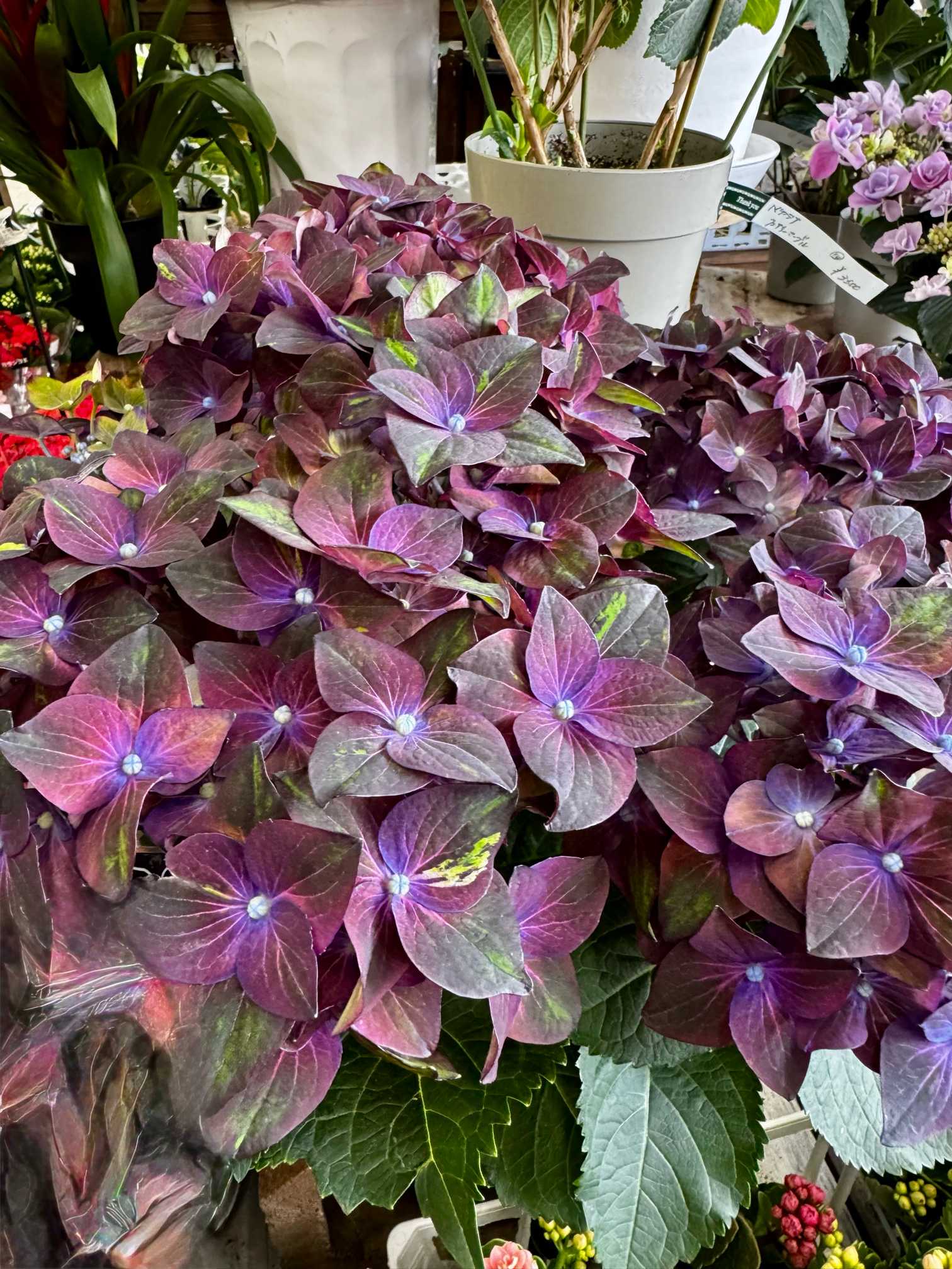 大好きな紫陽花｜🍀GreenSnap（グリーンスナップ）