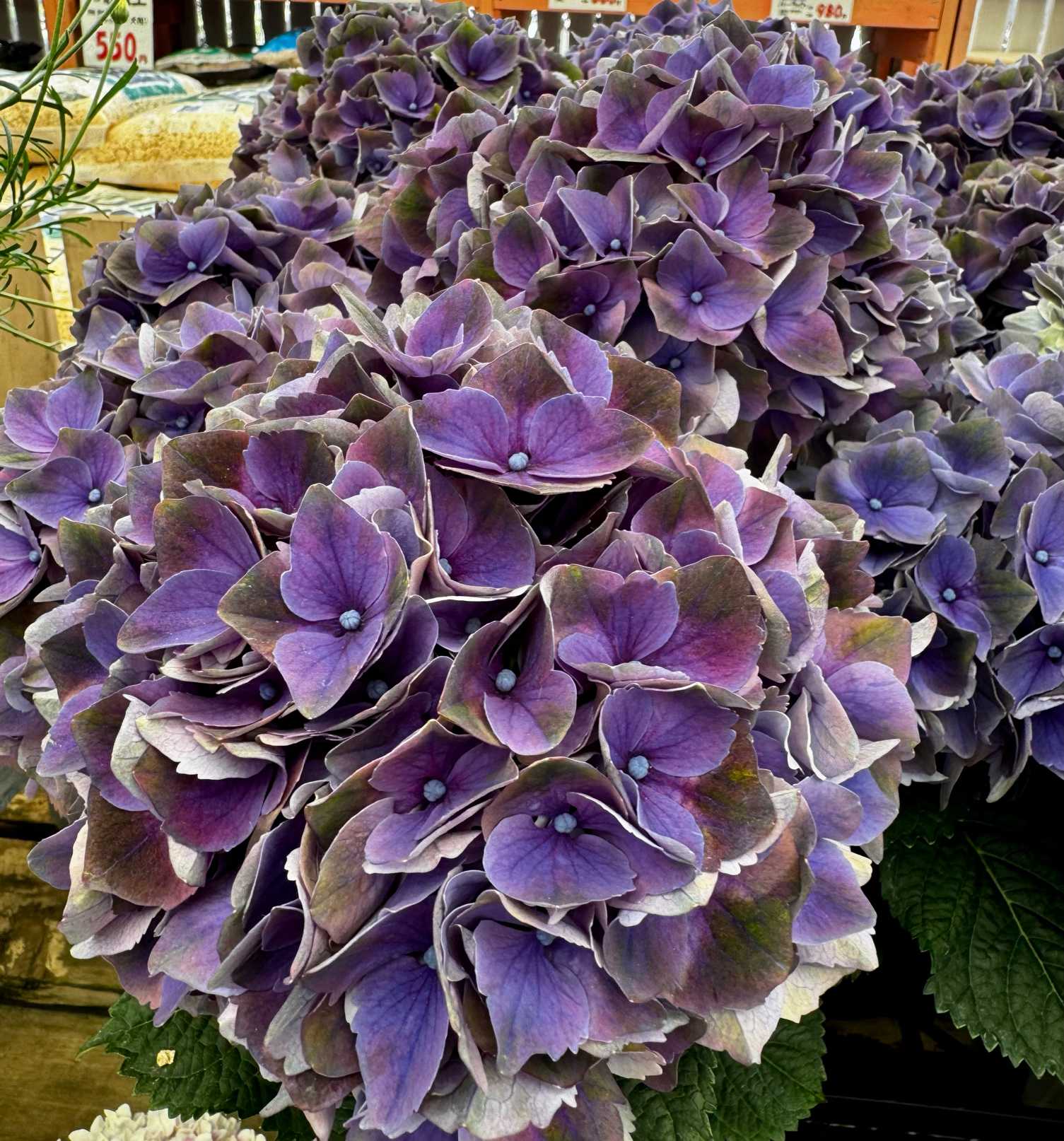 大好きな紫陽花｜🍀GreenSnap（グリーンスナップ）