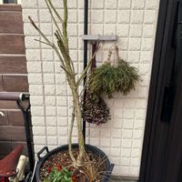 メラレウカ　レッドジェム,鉢植え,剪定後の画像