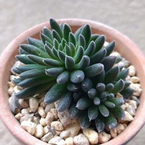 スマロ,四馬路（スマロ）,多肉植物,植え替え,シノクラッスラ属の画像