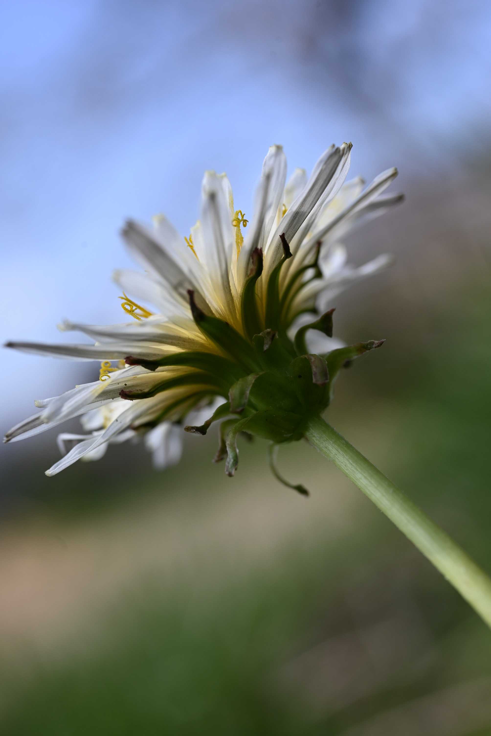 katieページ　「野に咲く草花」 春の野の花たち｜🍀GreenSnap（グリーンスナップ）