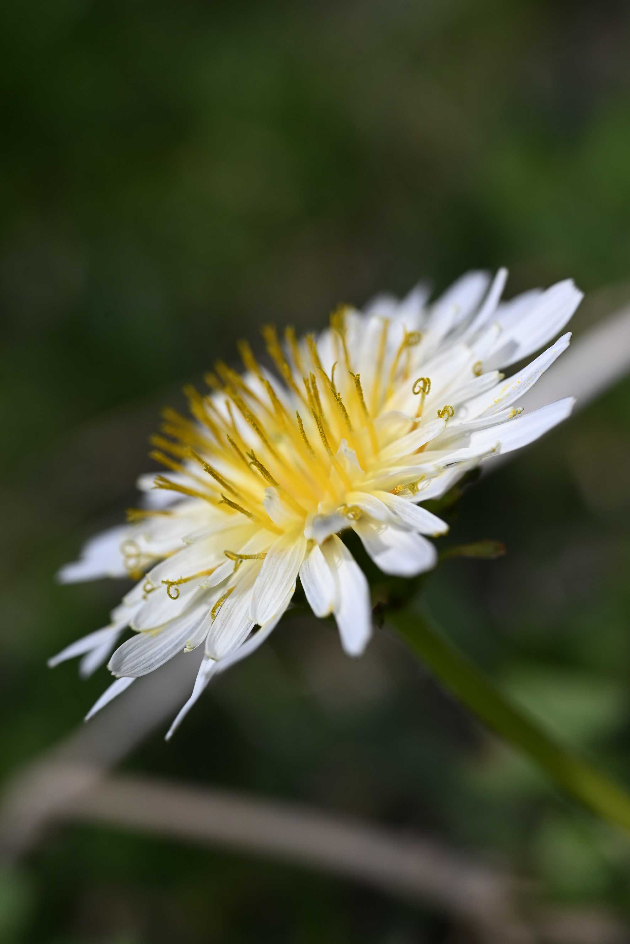 katieページ　「野に咲く草花」 春の野の花たち｜🍀GreenSnap（グリーンスナップ）