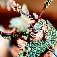 ボタニカルライフ,花のある暮らし,緑のある暮らし,どうするベランダ-,花を観たい!(T_T)の画像