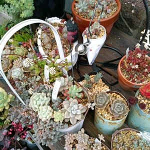 シャビアナ,多肉色々,紫陽花　あじさい　アジサイ,多肉植物,葉挿しの画像