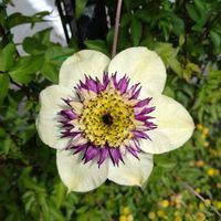 クレマチステッセン,クレマチス紫宸殿の画像