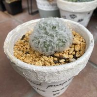 サラセニア・フラバ,マミラリア 白星の画像