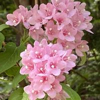 ウツギ,タニウツギ,山野草の画像